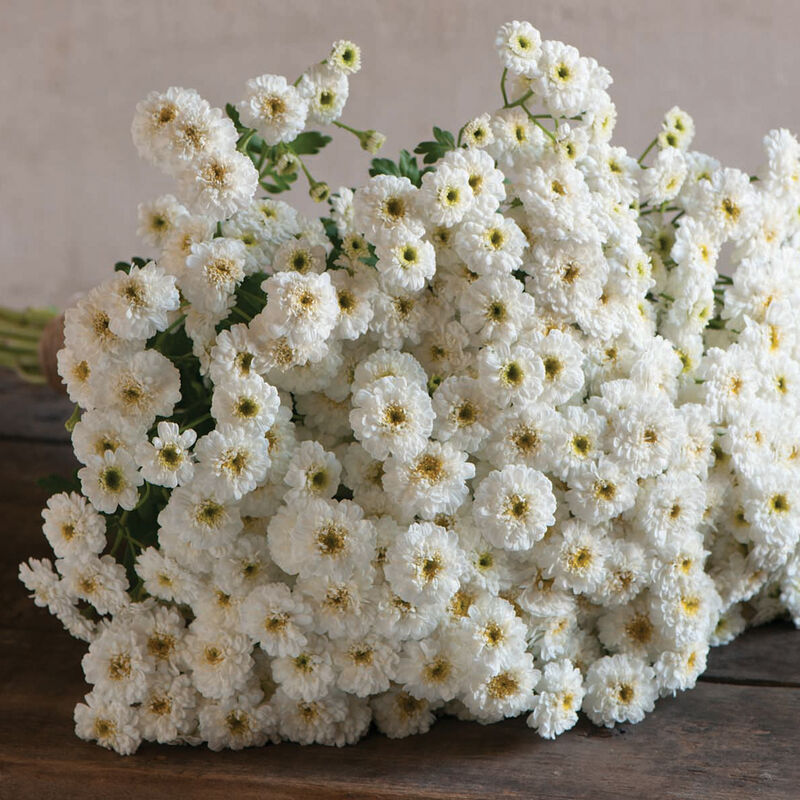 Tetra White