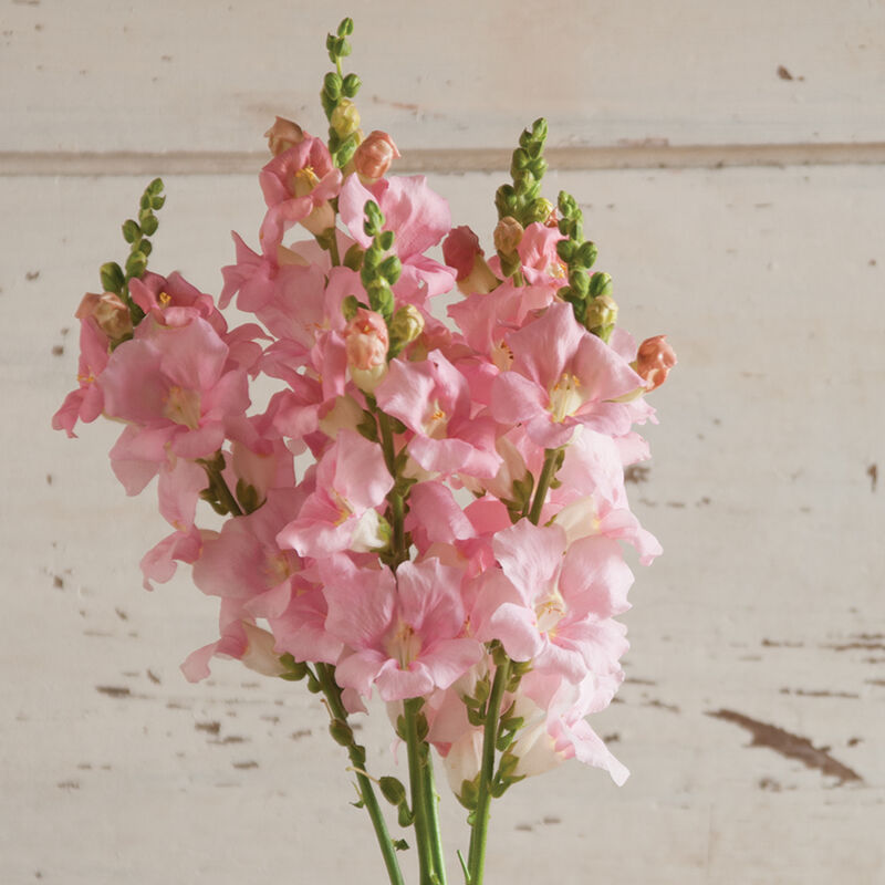 Chantilly Light Pink