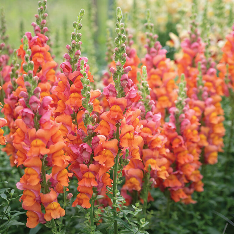 Avignon Deep Orange