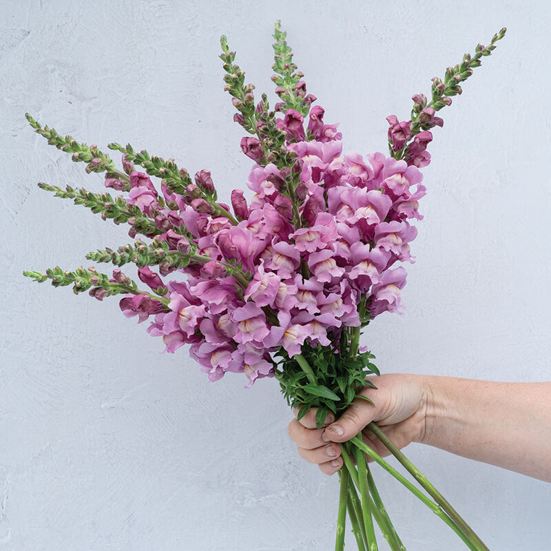 Avignon Lavender