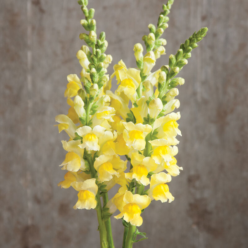 Potomac Yellow