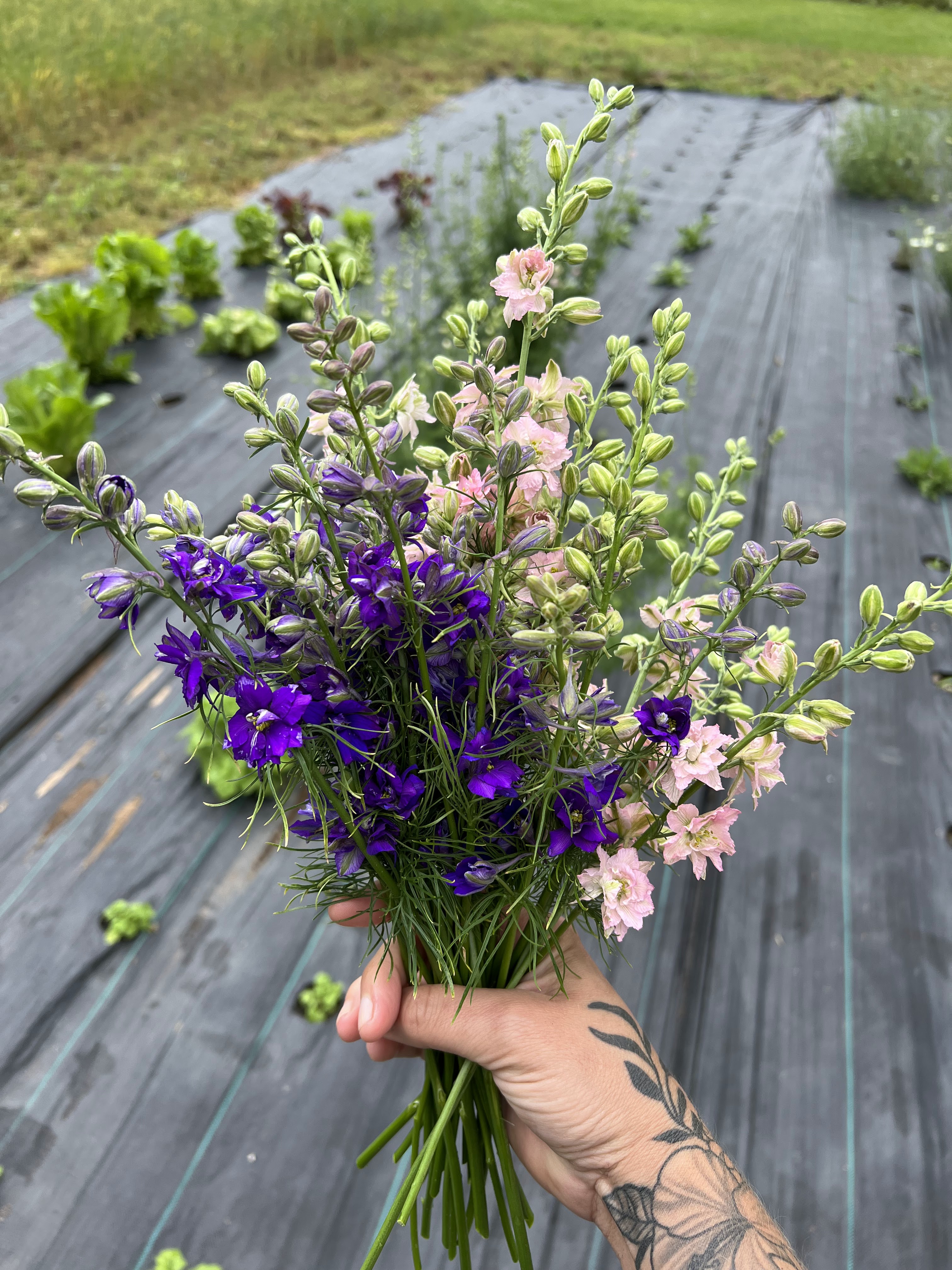 Larkspur Mix