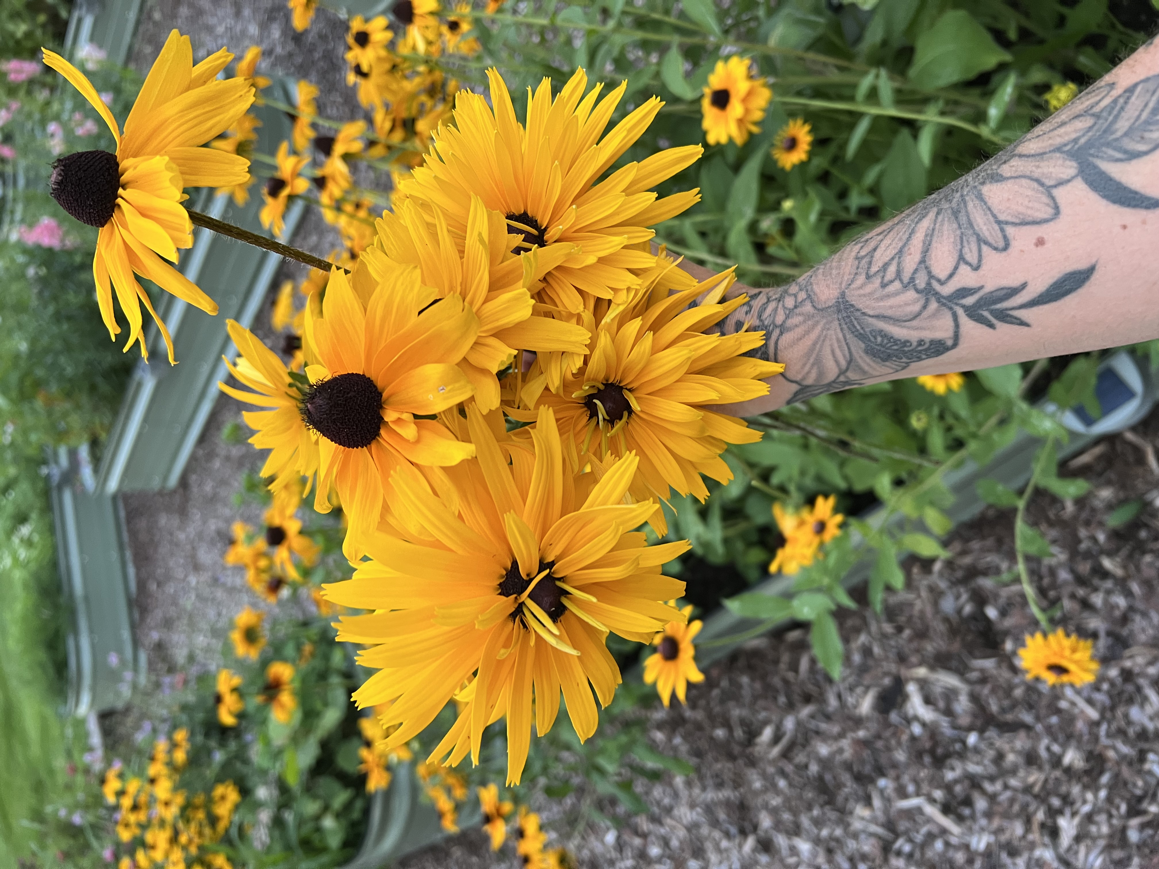 Double Gloriosa