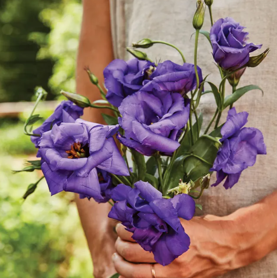 The Blue Rose