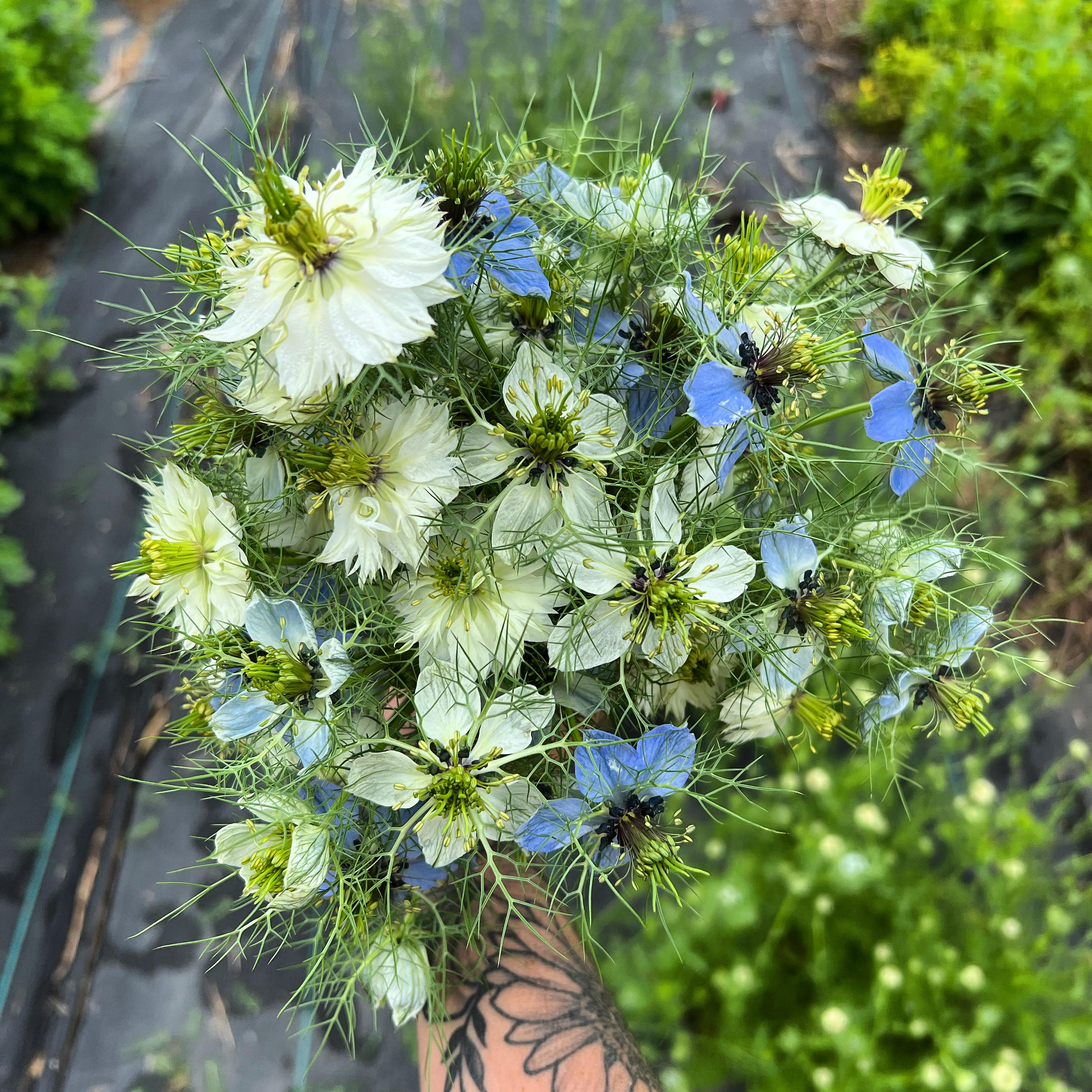 Nigella Mix