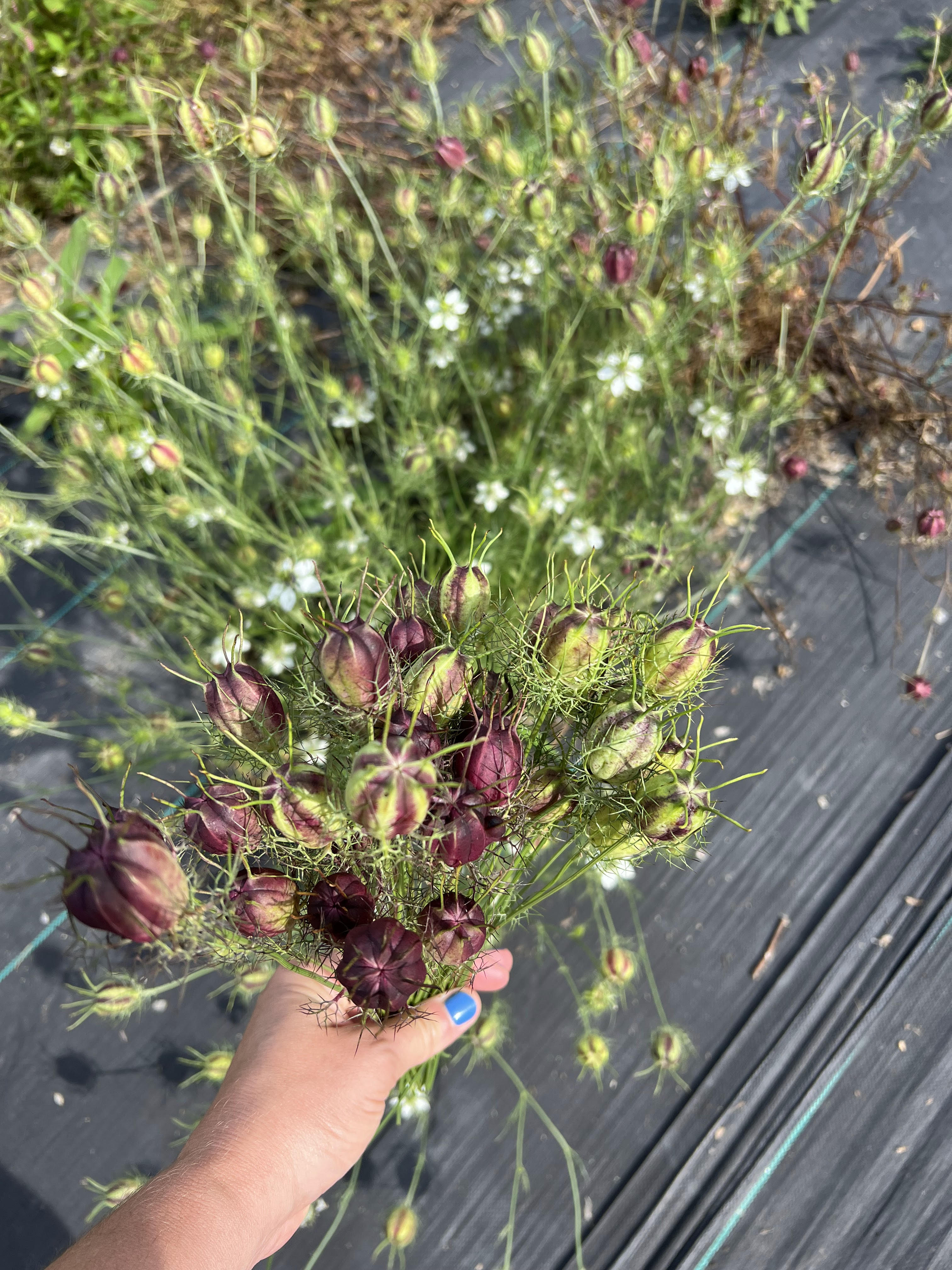 Nigella Pods