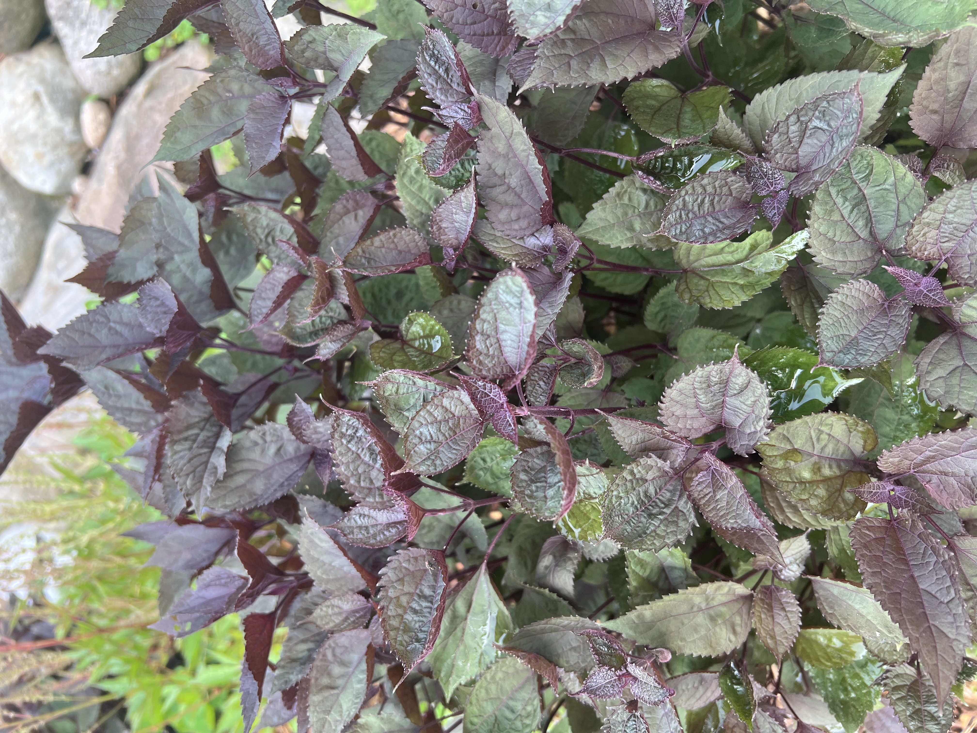 Shiso