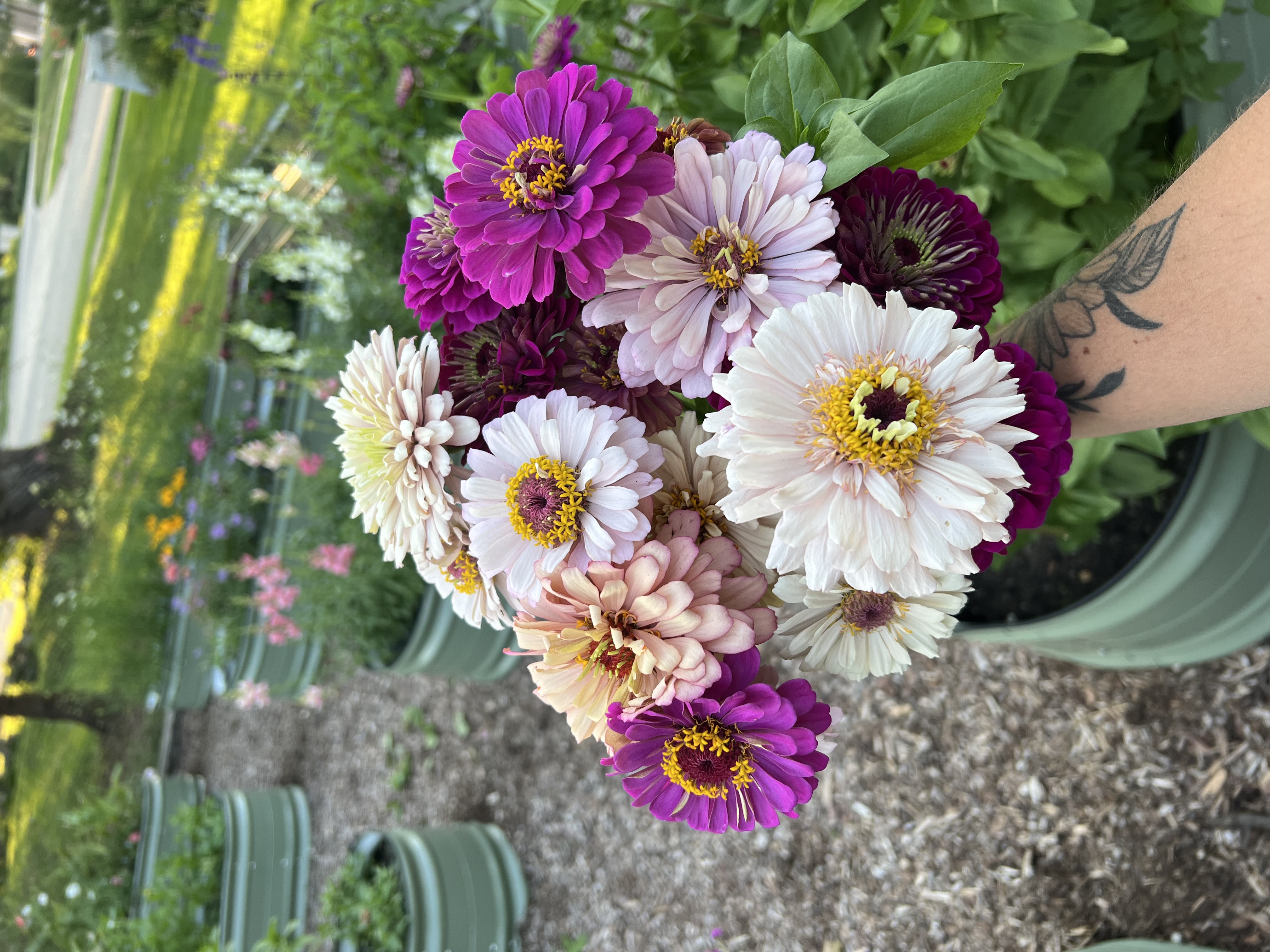 Zinnia Mix
